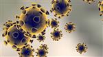 Corona virus