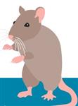 Rattenoverlast - laat geen vuil achter aan de waterkant!